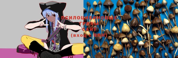 a pvp Магас